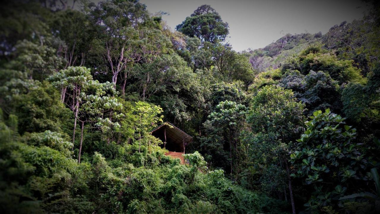 Chalet In The Jungle Pallegama Exteriér fotografie