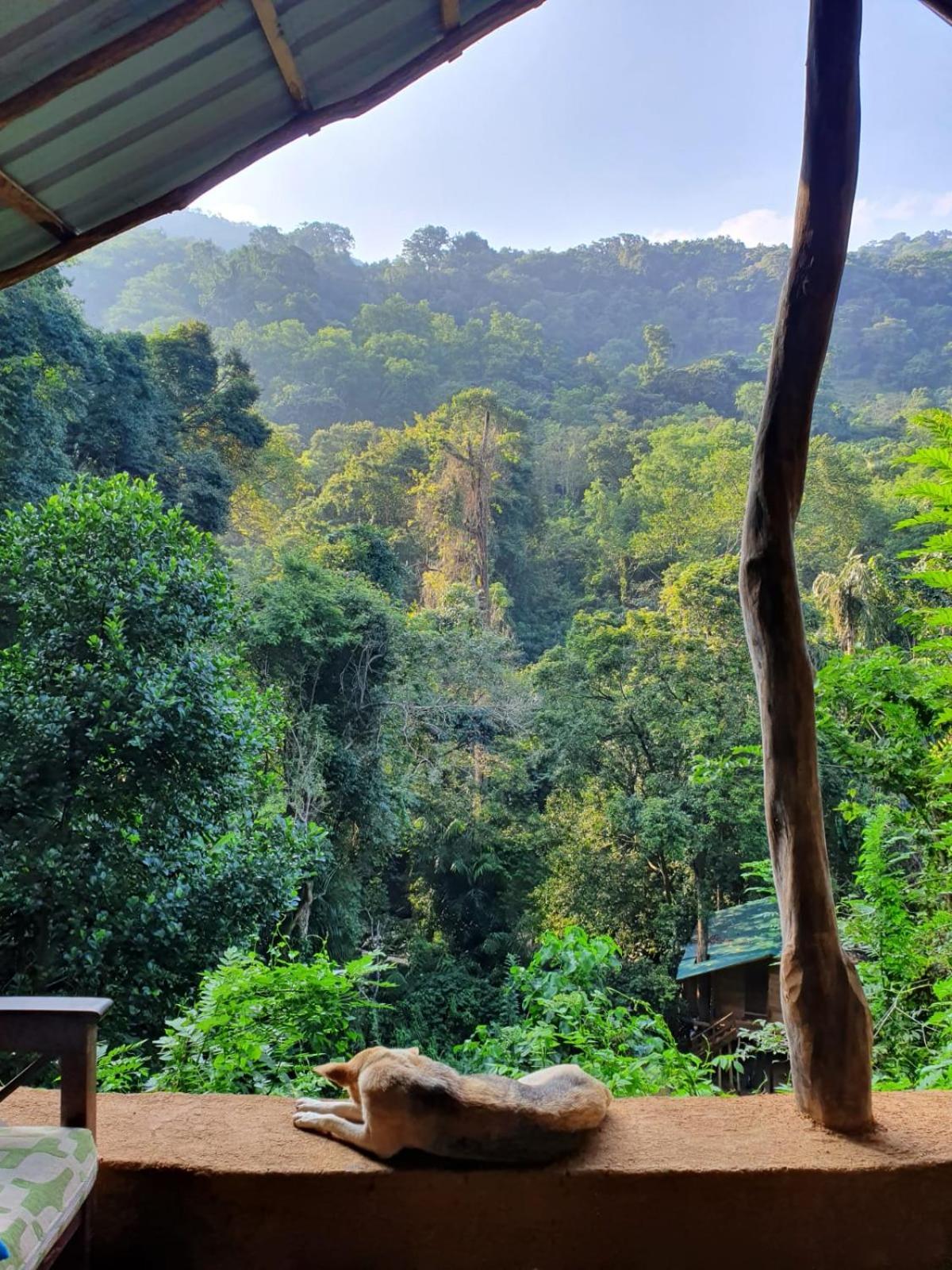 Chalet In The Jungle Pallegama Exteriér fotografie